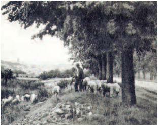 Pontoise - Saint-Martin, lieu agricole